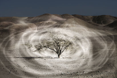 Treeness - a Photographic Art Artowrk by Gregor Radonjič